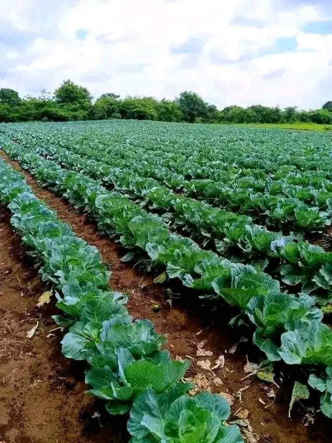 Buying Land in Kenya: Step-by-Step Process